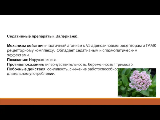 Седативные препараты ( Валериана): Механизм действия: частичный агонизм к A1-аденозиновым рецепторам и