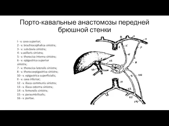 Порто-кавальные анастомозы передней брюшной стенки I - v. cava superior; 2 -