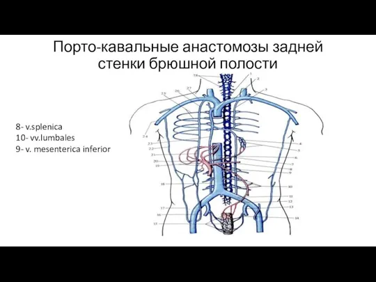 Порто-кавальные анастомозы задней стенки брюшной полости 8- v.splenica 10- vv.lumbales 9- v. mesenterica inferior