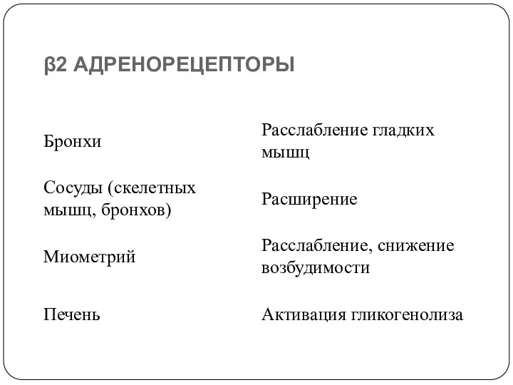 β2 АДРЕНОРЕЦЕПТОРЫ