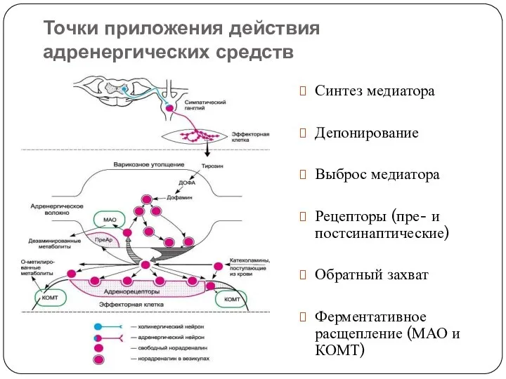 Точки приложения действия адренергических средств Синтез медиатора Депонирование Выброс медиатора Рецепторы (пре-