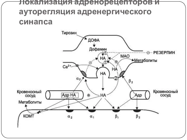 Локализация адренорецепторов и ауторегляция адренергического синапса