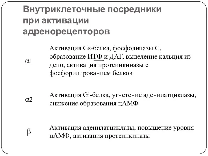 Внутриклеточные посредники при активации адренорецепторов