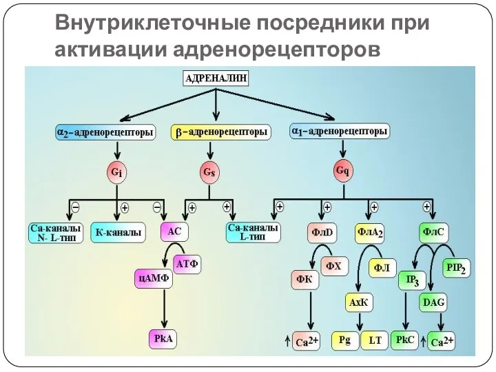 Внутриклеточные посредники при активации адренорецепторов