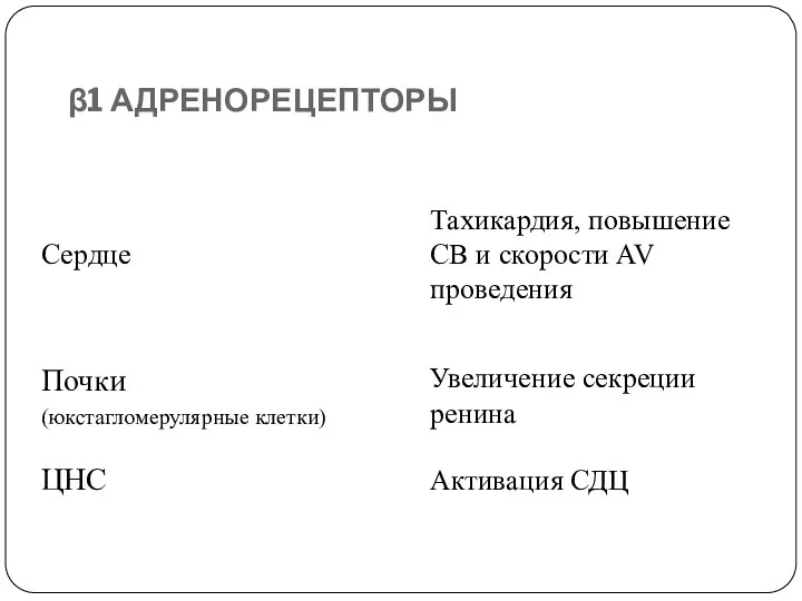 β1 АДРЕНОРЕЦЕПТОРЫ