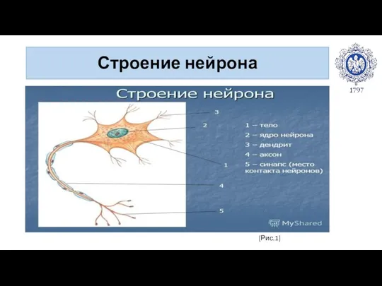 Строение нейрона [Рис.1]