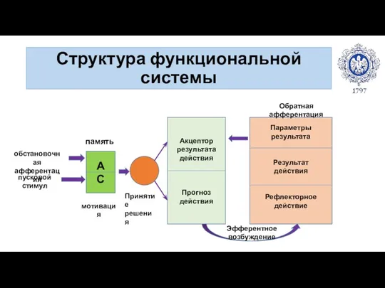 Структура функциональной системы А С память мотивация обстановочная афферентация пусковой стимул Акцептор