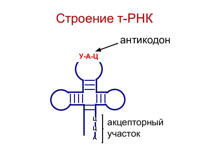 Строение т-РНК Ц Ц А антикодон акцепторный участок У-А-Ц