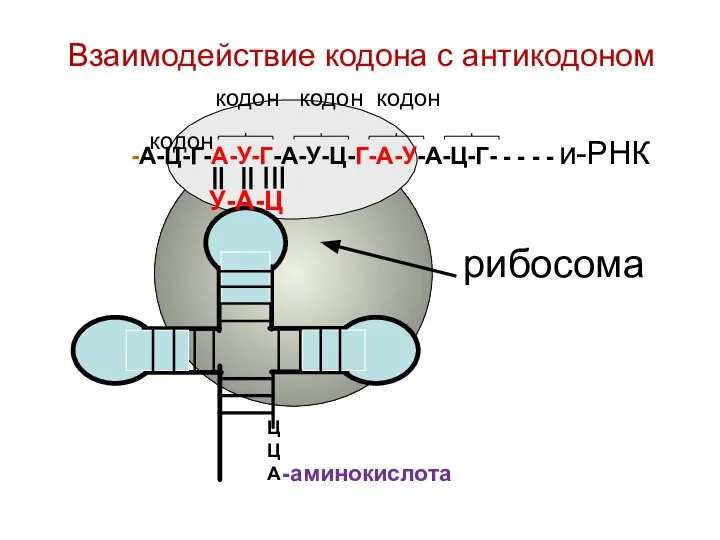 Взаимодействие кодона с антикодоном кодон кодон кодон кодон -А-Ц-Г-А-У-Г-А-У-Ц-Г-А-У-А-Ц-Г- - - -