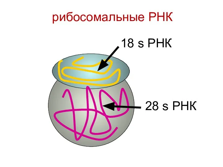 18 s РНК 28 s РНК рибосомальные РНК