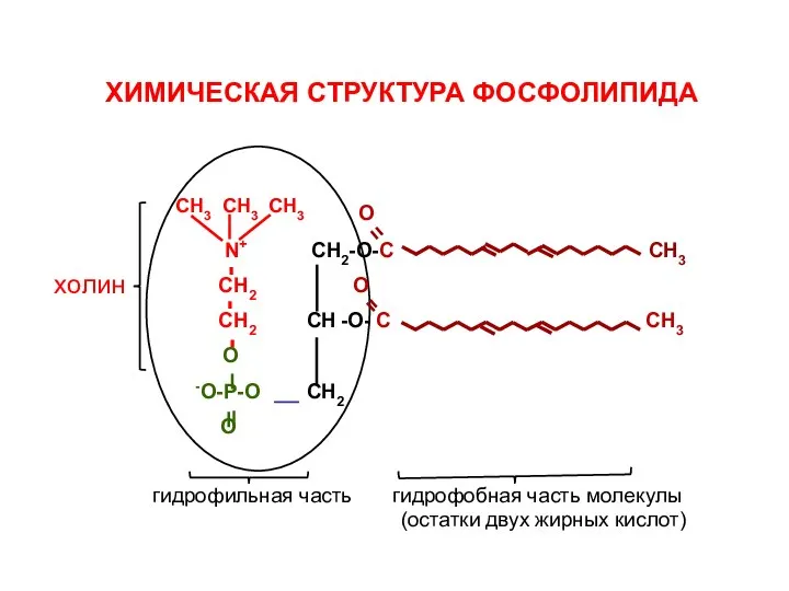 ХИМИЧЕСКАЯ СТРУКТУРА ФОСФОЛИПИДА гидрофильная часть гидрофобная часть молекулы (остатки двух жирных кислот)