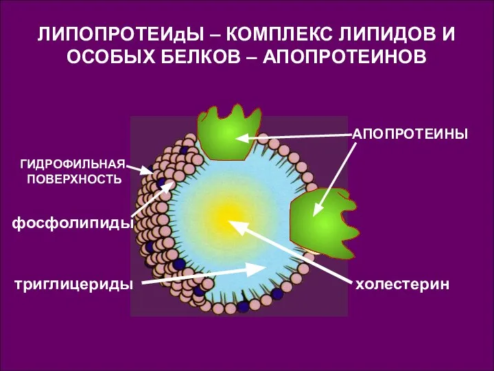 ЛИПОПРОТЕИдЫ – КОМПЛЕКС ЛИПИДОВ И ОСОБЫХ БЕЛКОВ – АПОПРОТЕИНОВ АПОПРОТЕИНЫ холестерин фосфолипиды ГИДРОФИЛЬНАЯ ПОВЕРХНОСТЬ триглицериды