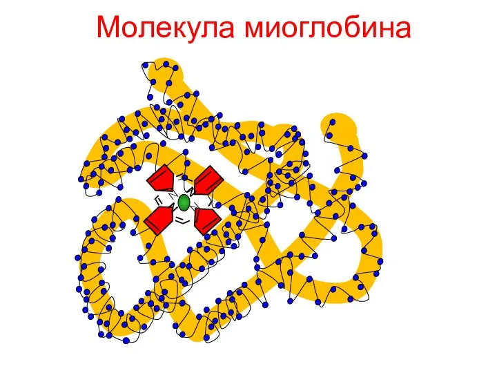 Молекула миоглобина N N N N