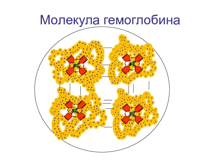 Молекула гемоглобина N N N N N N N N N N