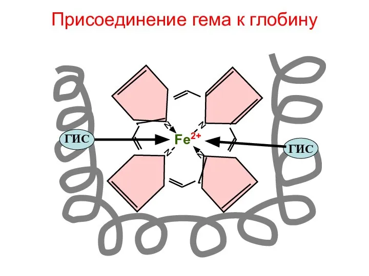 Присоединение гема к глобину N N N N Fe2+ ГИС ГИС