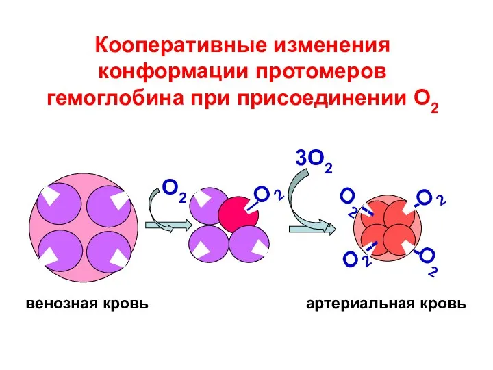 Кооперативные изменения конформации протомеров гемоглобина при присоединении О2 --О2 --О2 3О2 О2 венозная кровь артериальная кровь