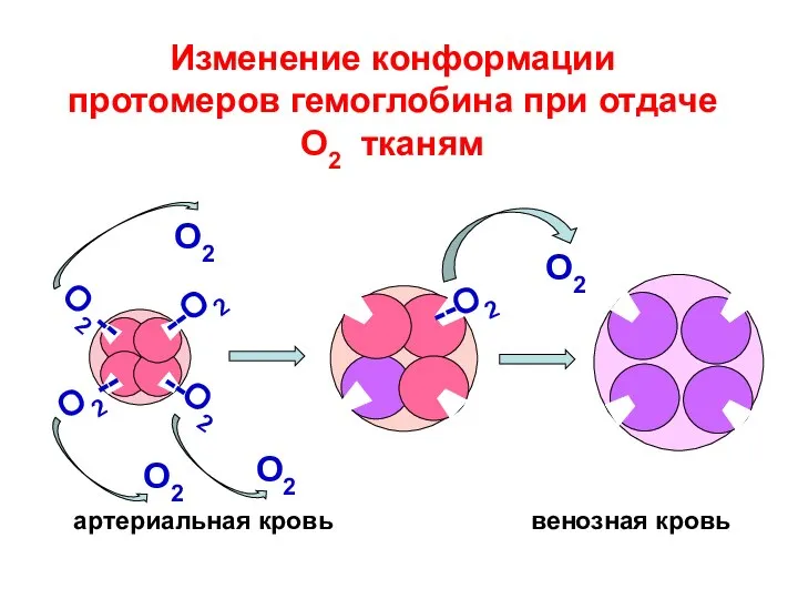 Изменение конформации протомеров гемоглобина при отдаче О2 тканям О2 О2 артериальная кровь