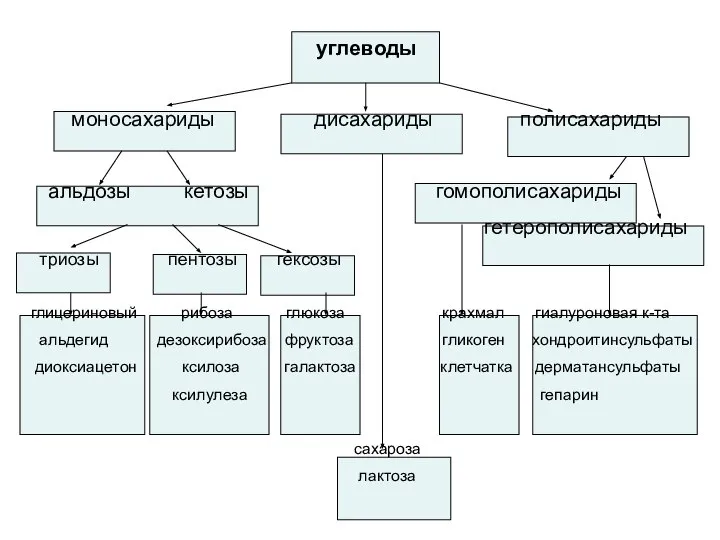 углеводы моносахариды дисахариды полисахариды альдозы кетозы гомополисахариды гетерополисахариды триозы пентозы гексозы глицериновый