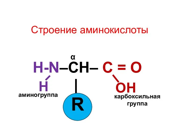 Строение аминокислоты H-N–CH– C = O | R ОН карбоксильная группа аминогруппа α Н