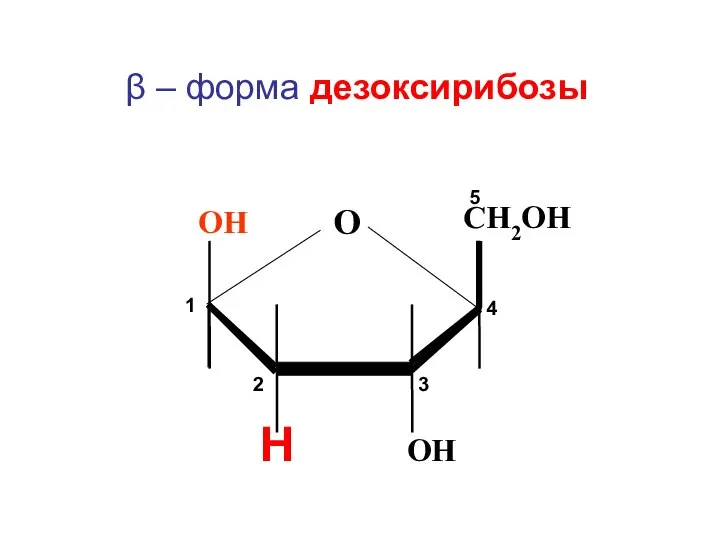 CH2ОН Н ОН О ОН β – форма дезоксирибозы 1 2 3 4 5