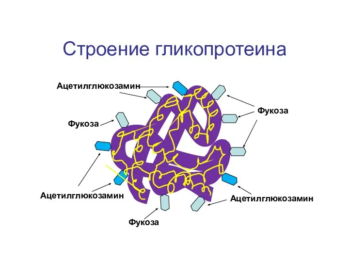 Строение гликопротеина Фукоза Фукоза Фукоза Ацетилглюкозамин Ацетилглюкозамин Ацетилглюкозамин