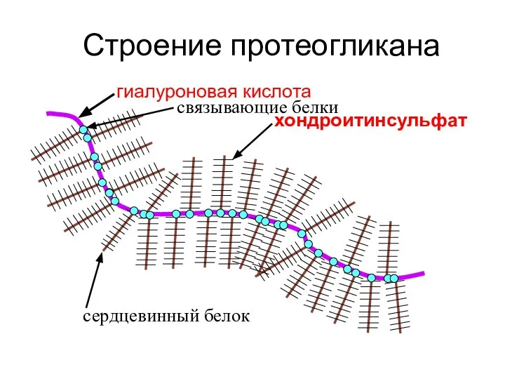 Строение протеогликана гиалуроновая кислота связывающие белки сердцевинный белок хондроитинсульфат