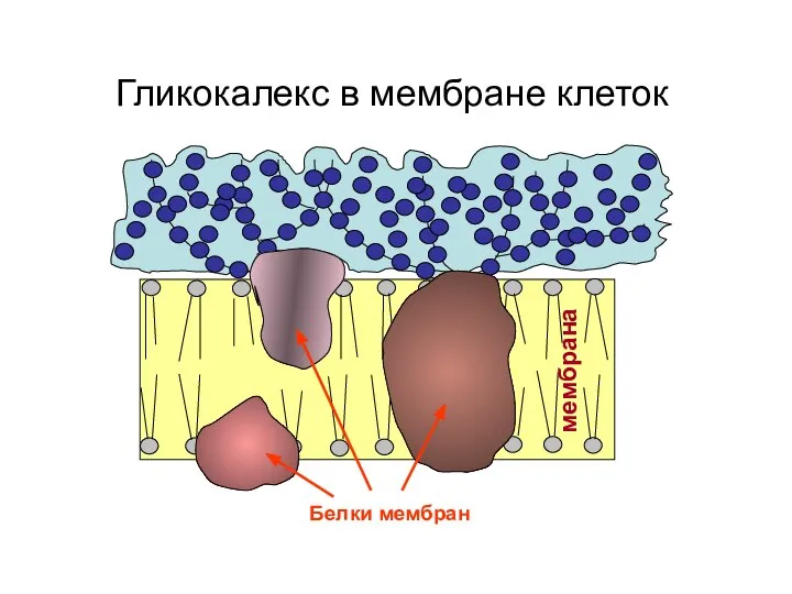 Гликокалекс в мембране клеток мембрана Белки мембран