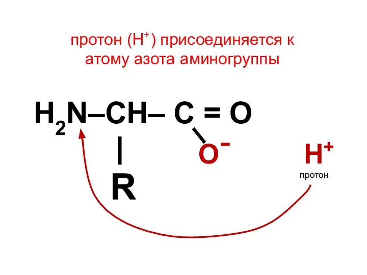 протон (Н+) присоединяется к атому азота аминогруппы H2N–CH– C = O | R О Н+ протон