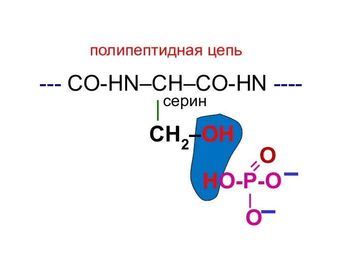 --- CO-HN–CH–CO-НN ---- | СН2–ОН НО-Р-О О О полипептидная цепь серин