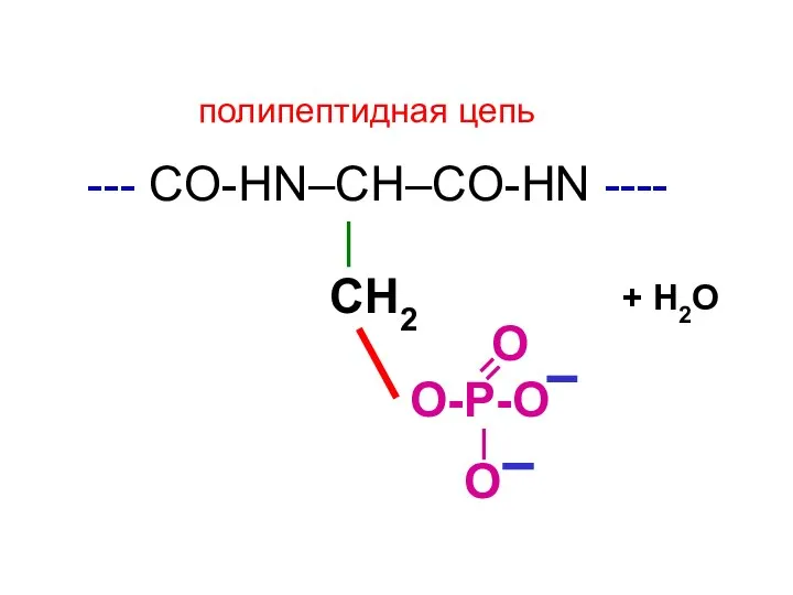 --- CO-HN–CH–CO-НN ---- | СН2 О-Р-О О О полипептидная цепь + Н2О