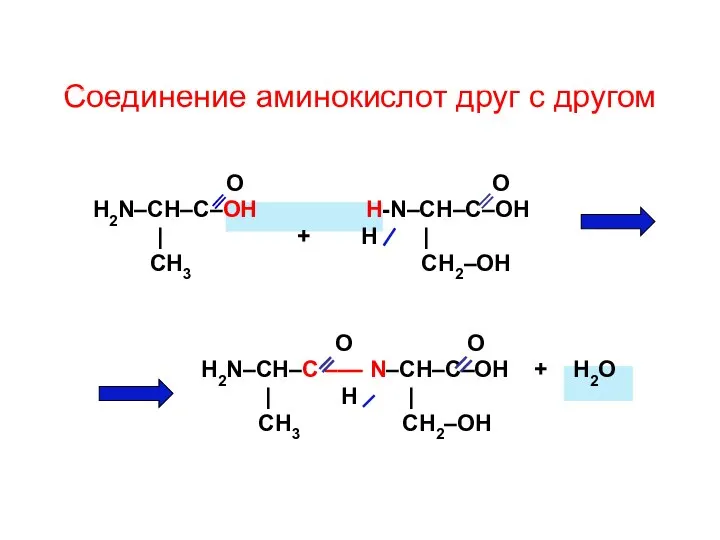 Соединение аминокислот друг с другом О О H2N–CH–C–OH H-N–CH–C–OH | + H