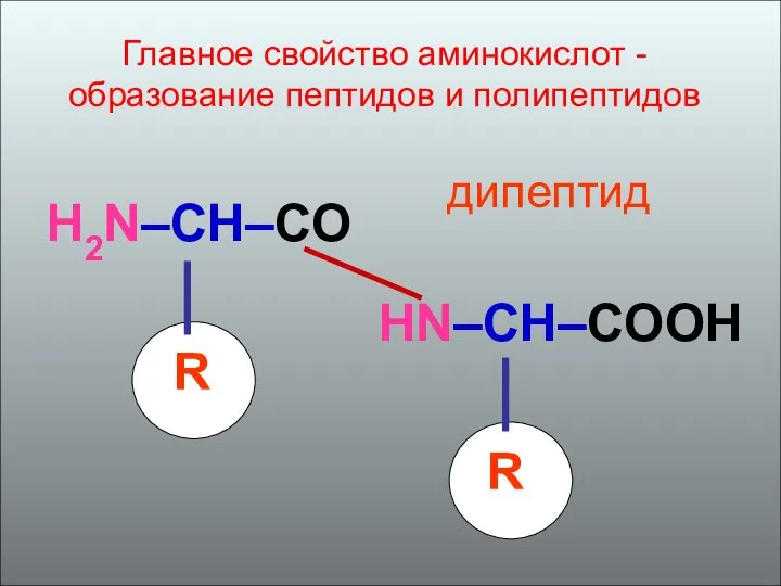 H2N–CH–CO R HN–CH–COOH R дипептид Главное свойство аминокислот - образование пептидов и полипептидов