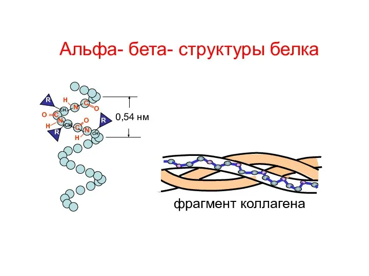 Альфа- бета- структуры белка 0,54 нм С N CH O C N