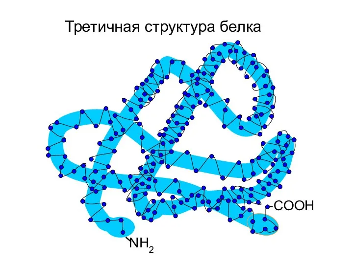 Третичная структура белка