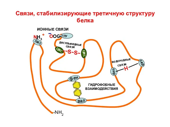 Связи, стабилизирующие третичную структуру белка фен вал тир сер NH3+ ЛИЗ ГЛУ