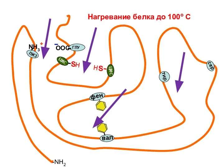 фен вал тир сер NH3+ ЛИЗ ГЛУ ЦИС ЦИС -sН Нs- -NH2