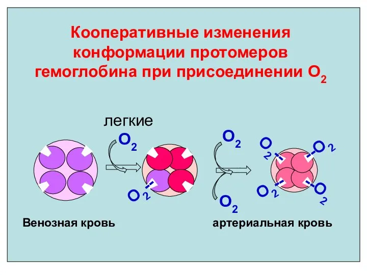 Кооперативные изменения конформации протомеров гемоглобина при присоединении О2 О2-- --О2 О2-- О2