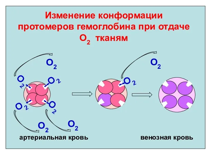 Изменение конформации протомеров гемоглобина при отдаче О2 тканям О2 О2 артериальная кровь