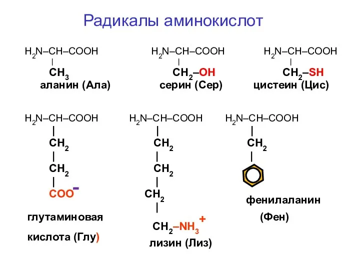 Радикалы аминокислот H2N–CH–COOH H2N–CH–COOH H2N–CH–COOH | | | СН3 СН2–ОН СН2–SН аланин