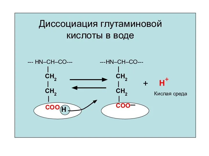 Диссоциация глутаминовой кислоты в воде ---HN–CH–CO--- | CH2 | CH2 | COO