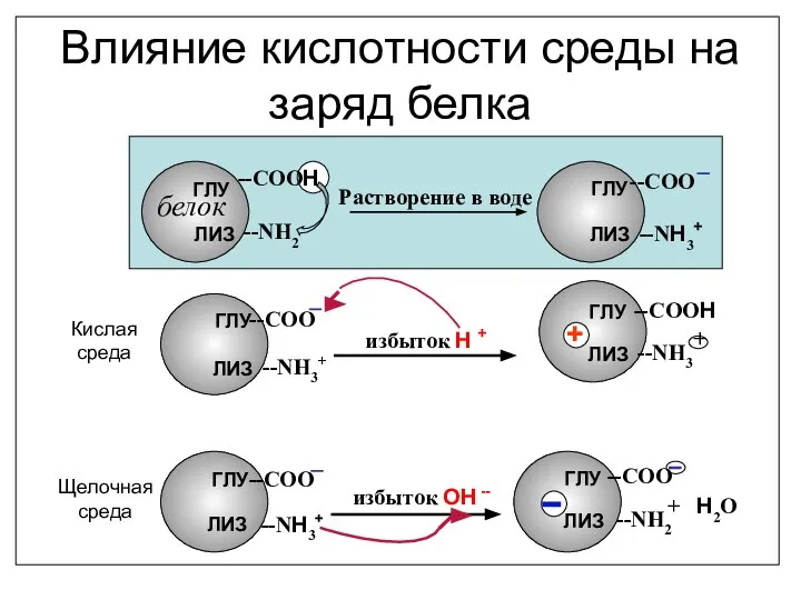 Влияние кислотности среды на заряд белка белок --СООН --NH2 Растворение в воде