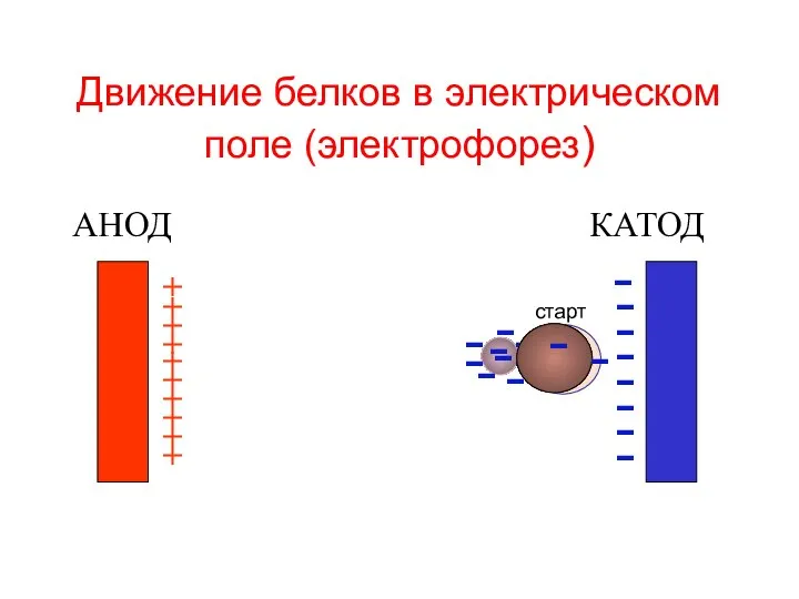 Движение белков в электрическом поле (электрофорез) АНОД КАТОД + + + +