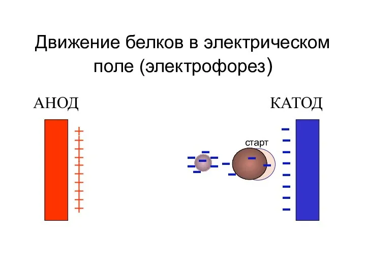 Движение белков в электрическом поле (электрофорез) АНОД КАТОД + + + +