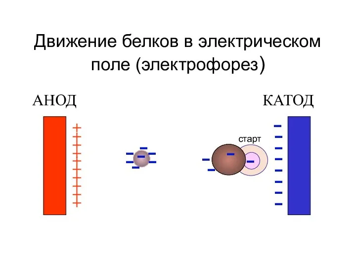 Движение белков в электрическом поле (электрофорез) АНОД КАТОД + + + +