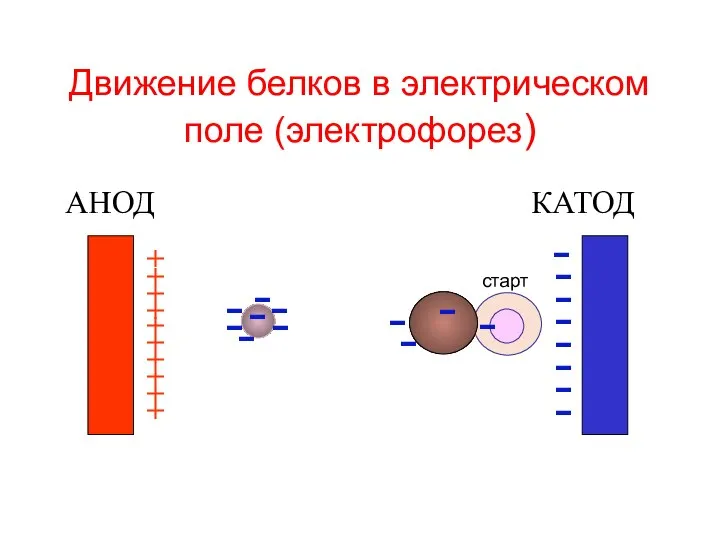 Движение белков в электрическом поле (электрофорез) АНОД КАТОД + + + +