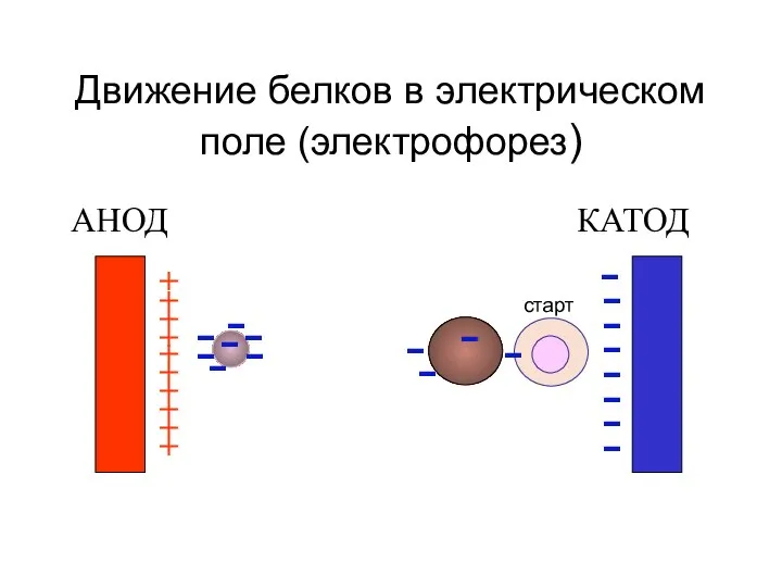 Движение белков в электрическом поле (электрофорез) АНОД КАТОД + + + +