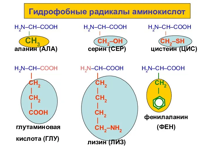 Гидрофобные радикалы аминокислот H2N–CH–COOH H2N–CH–COOH H2N–CH–COOH | | | СН3 СН2–ОН СН2–SН