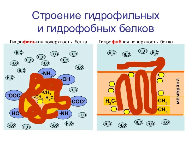 Строение гидрофильных и гидрофобных белков -ОН -СОО- -NH2 -NH2 -OOC- НО- -