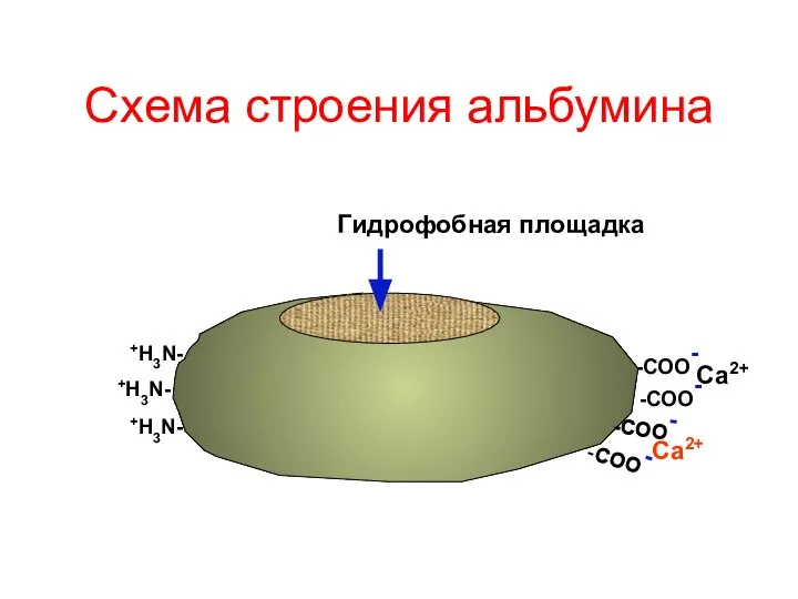 Схема строения альбумина Гидрофобная площадка -СОО- -СОО- -СОО- -СОО- Са2+ Са2+ +Н3N- +Н3N- +Н3N-