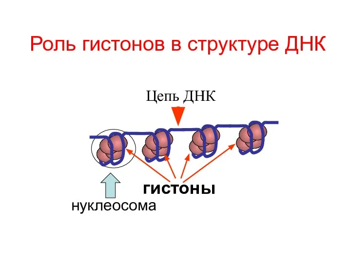 Роль гистонов в структуре ДНК гистоны Цепь ДНК нуклеосома